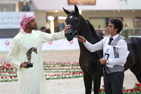 Sharjah Straight Egyptian Arabian Horse Show 2015 :: Dubai Arabian Horse Stud