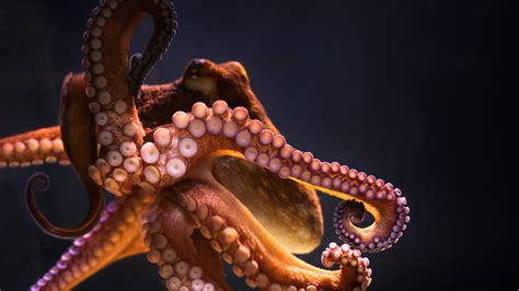 Stunning Octopus: 4K Ultra HD Wallpaper of a Majestic Marine Creature