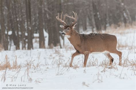 Free photo: White Tailed Deer - Animal, Deer, Fast - Free Download - Jooinn