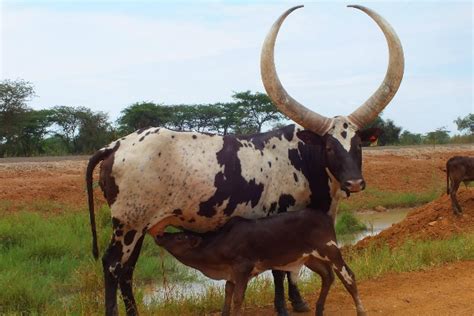 Anatolian Black Cattle