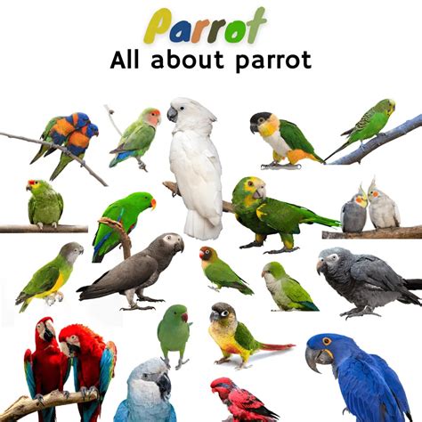 Parrot - All about parrot | parrot name Species and behavior