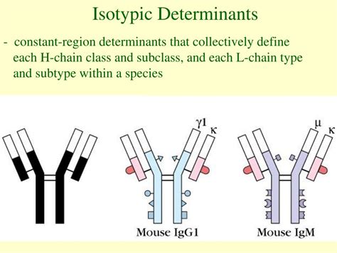 PPT - Chapter 4 Immunoglobulins: Structure and Function PowerPoint Presentation - ID:4524596