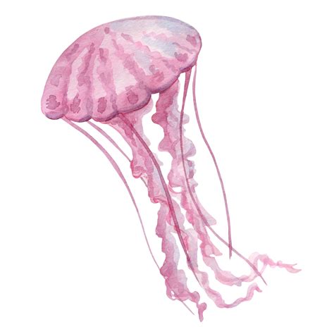 Light pink jellyfish with long tentacles, watercolor painting, hand-painted, isolated on a white ...