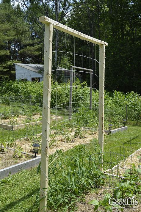 9 Creative DIY Tomato Trellis Ideas