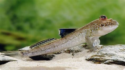 Mudskipper Care: Top Tips For Success