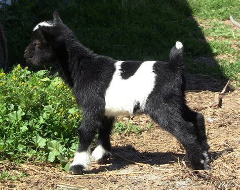 Nigerian Dwarf Goats - Krebs Farm