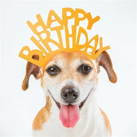 22 free printable dog birthday cards cool birthday cards birthday - dogs birthday card set ...