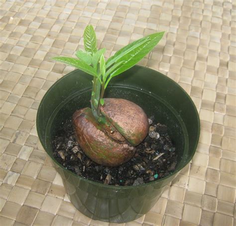 Avocado Seed Germination - Read below to learn how the transformation ...