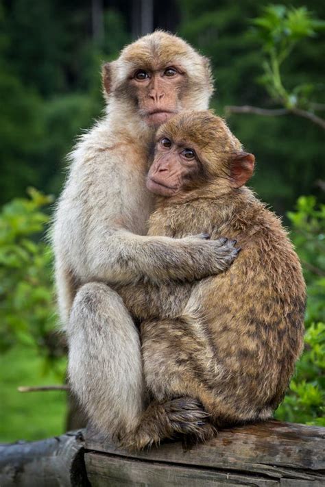 Two Monkeys Hugging Each Other Stock Image - Image of portrait, face: 144799585