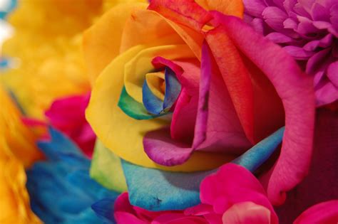 Rainbow Flower Wallpaper - WallpaperSafari