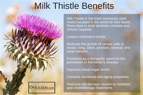 6 Amazing Health Benefits of Milk Thistle - DrJockers.com