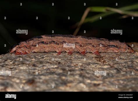 Black Witch moth caterpillar of the species Ascalapha odorata Stock ...