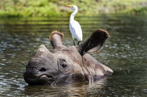 Greater One-Horned Rhino - White Oak Conservation