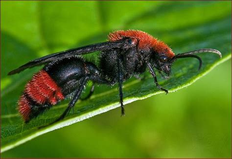 Velvet Ant Sting Treatment - DIY