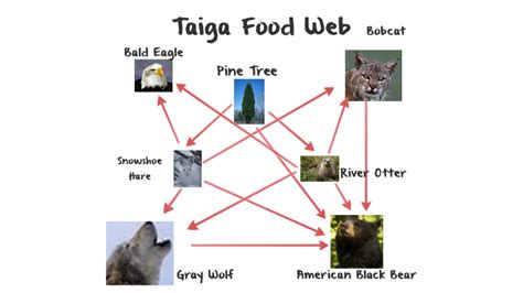 Taiga Food Pyramid