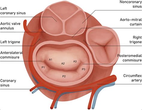 | Atrial view of mitral valve. Components of mitral valve apparatus and ...