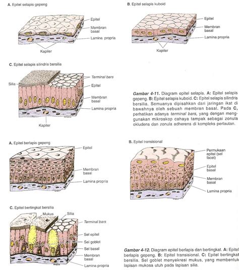 Gambar Epitel Berdasarkan Bentuk Susunan Sel Jaringan Gambar di Rebanas - Rebanas