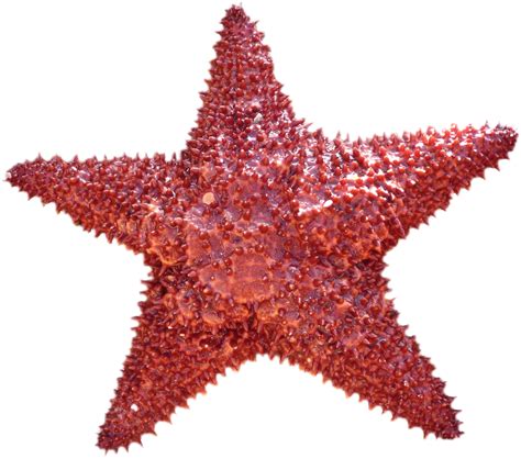 Starfish clipart star shaped object, Starfish star shaped object Transparent FREE for download ...