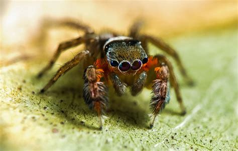 50 New Spiders Discovered In Australia