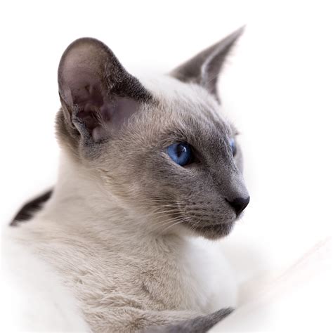 Beautiful Siamese Kitten!