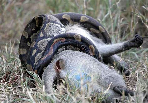 African Python Kills Vervet Monkey