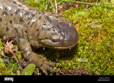 Tiger salamander larvae hi-res stock photography and images - Alamy