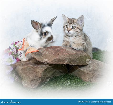 Friends stock photo. Image of sweet, cute, bunny, kitty - 37877896