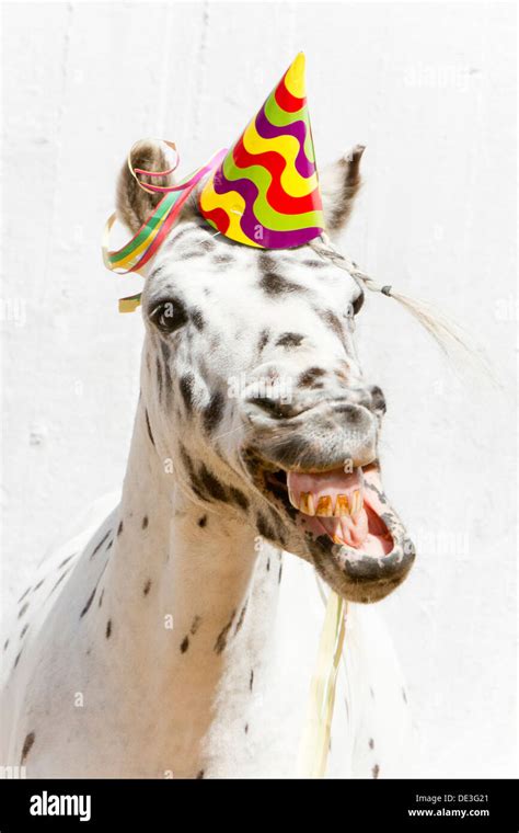 Shetland Pony Miniature Appaloosa colourful hat Studio picture against white background Stock ...