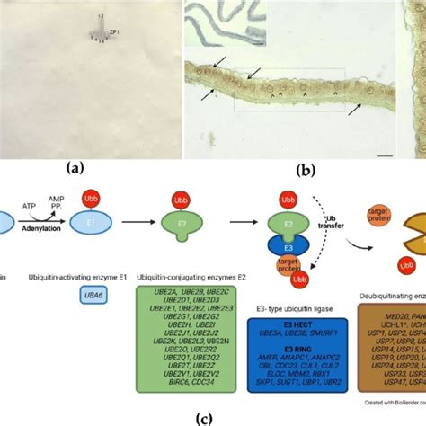 Transcripts/proteins identified in the inner perivitelline layer... | Download Scientific Diagram