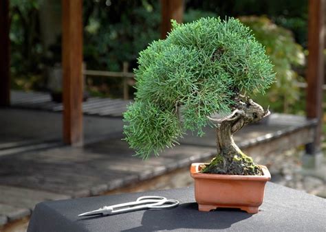 Care guide for the Juniper Bonsai tree (Juniperus) - Bonsai Empire