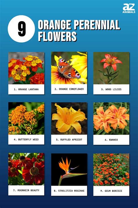 Orange Tropical Flowers Names | Best Flower Site