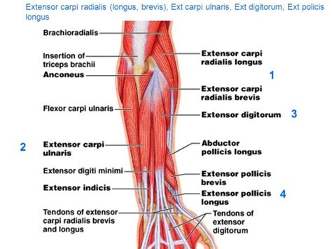 Extensor Carpi Radialis Longus and Brevis: Origin, Insertion, Nerve Supply & Action » How To Relief