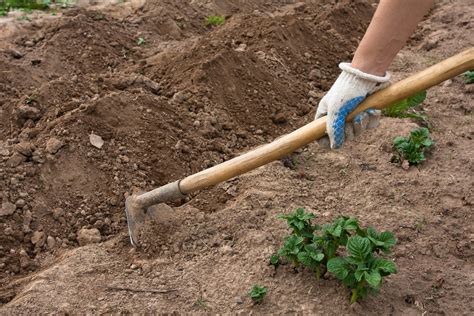 Different Types Of Garden Hoes: Uses For Hoes In The Garden