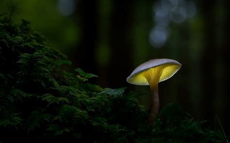 Mushroom Forest Wallpaper (64+ images)