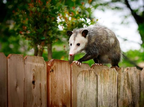 What To Do If You Find An Opossum (Possum) On Your Property Or Backyard ...