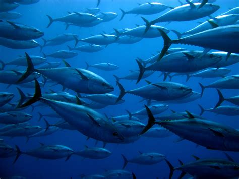 Atlantic Bluefin Tuna Facts: Habitat, Diet, Conservation & More