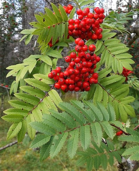 Beautiful Mountain Ash: A Profile Of A Tree | The Alaska Mystique