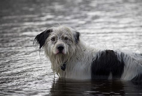 Shaggy Dog story ( image heavy) - Pentax User