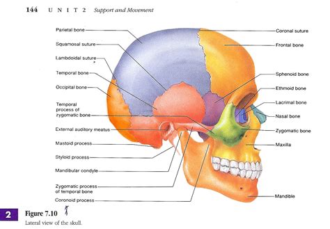 Skull Labeled - Abel-has-Kennedy