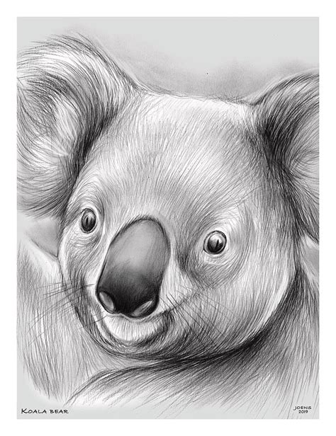 How To Draw A Koala Realistic | AESTHETIC DRAWING