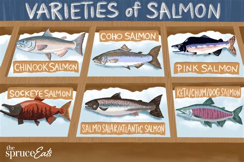 Top 6 Types of Salmon