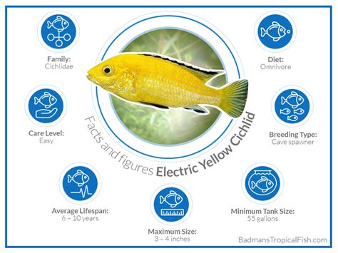 Electric Yellow Cichlid: What You Need to Know Before Getting One