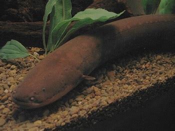 Electric Eel Anatomy: Lesson for Kids | Study.com