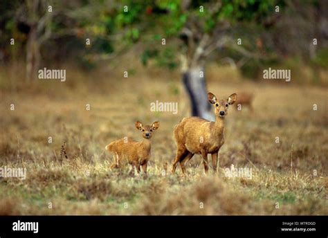 Calamian Deer (Axis calamaniensis) female and young, Calauit island, Province of Palawan ...