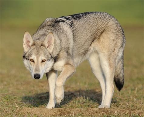 Saarloos Wolfdog Breed Info, History, Temperament, Training, Puppy, Pictures