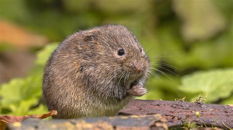 8 Best Ways To Get Rid Of Voles From Your Yard