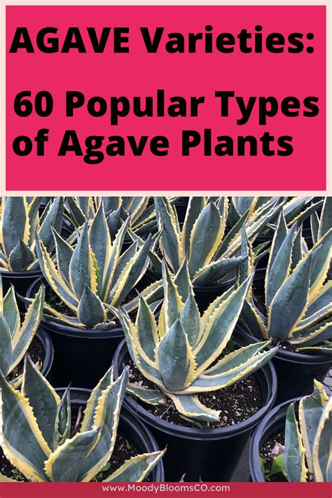 AGAVE Varieties: 60 Popular Types of Agave Plants | Agave plant, Agave, Plants