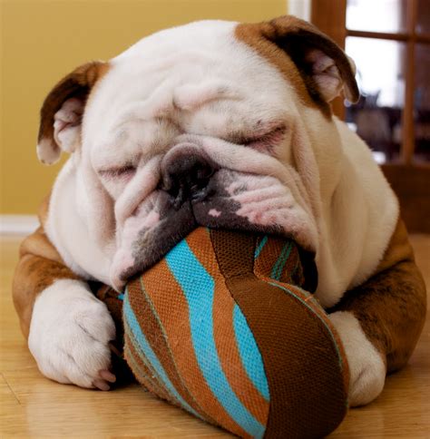 Caring For Your Bulldog