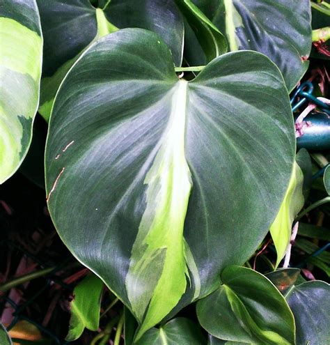 Philodendron (Philodendron hederaceum var. oxycardium 'Brasil') in the ...