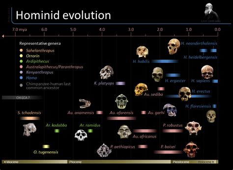 Timeline of hominid evolution | Visual.ly